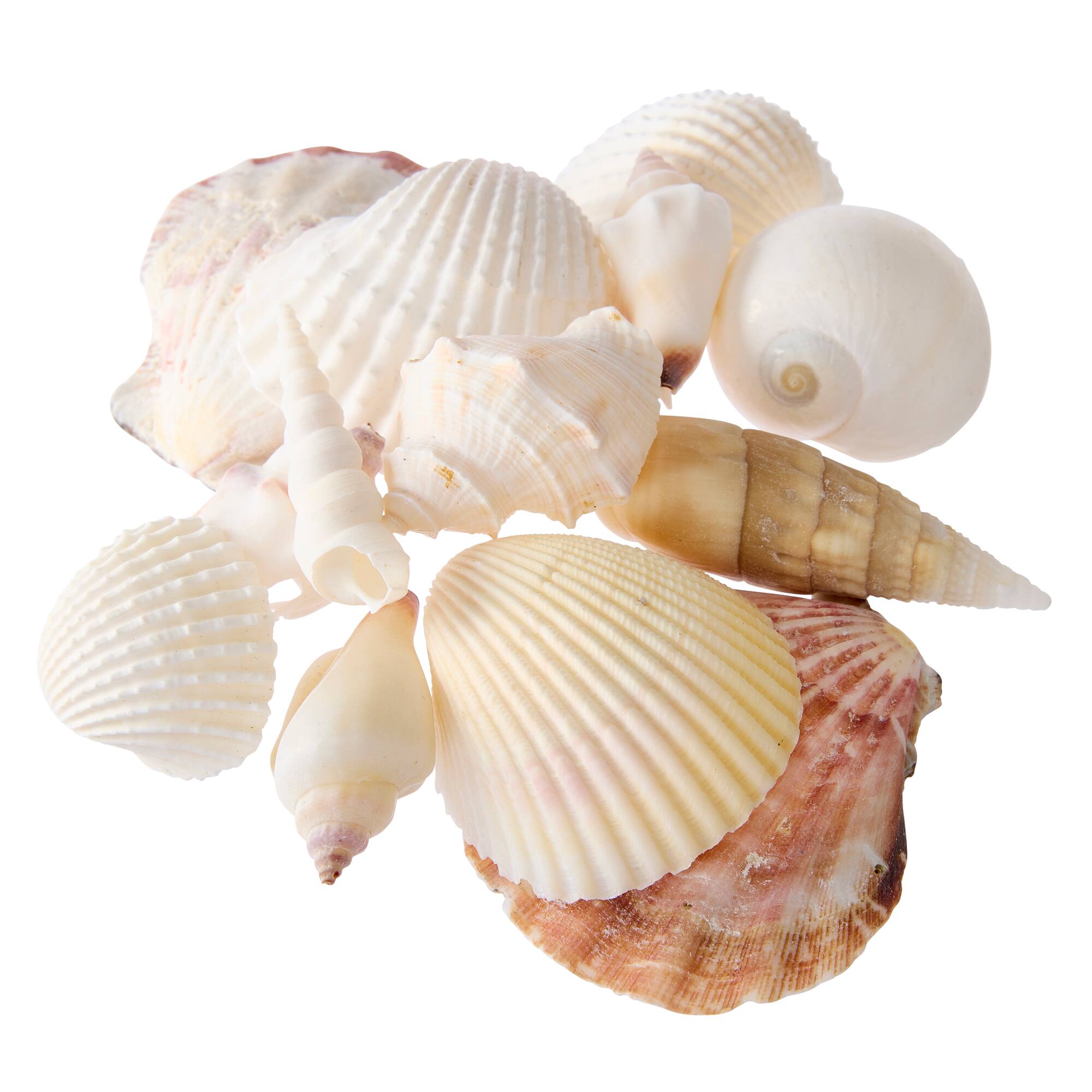 12 Pack: U.S. Shell Light Shell Mix with Starfish Gift Pack